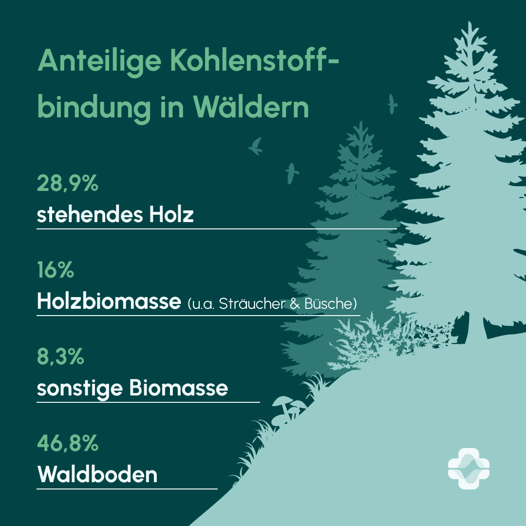 Anteilige Kohlenstoffbindung in Wäldern: 28,9% Stehendes Holz, 16% Holzbiomasse (Sträucher, etc.), 8,3% sonstige Biomasse, 46,8% Waldboden