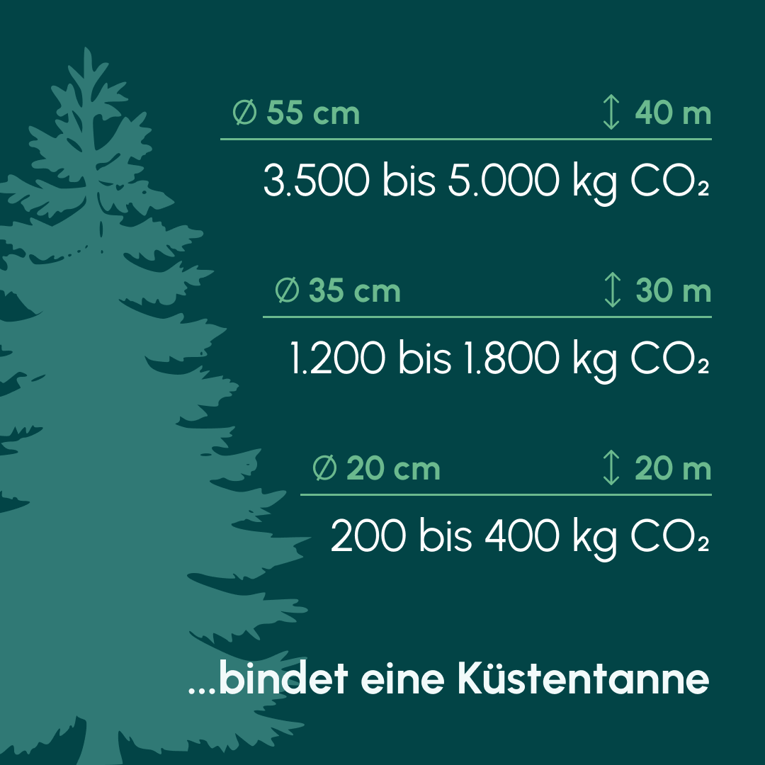 Grafik, die die Kohlenstoffspeicherung einer Küstentanne je nach Höhe und Durchmesser anzeigt.